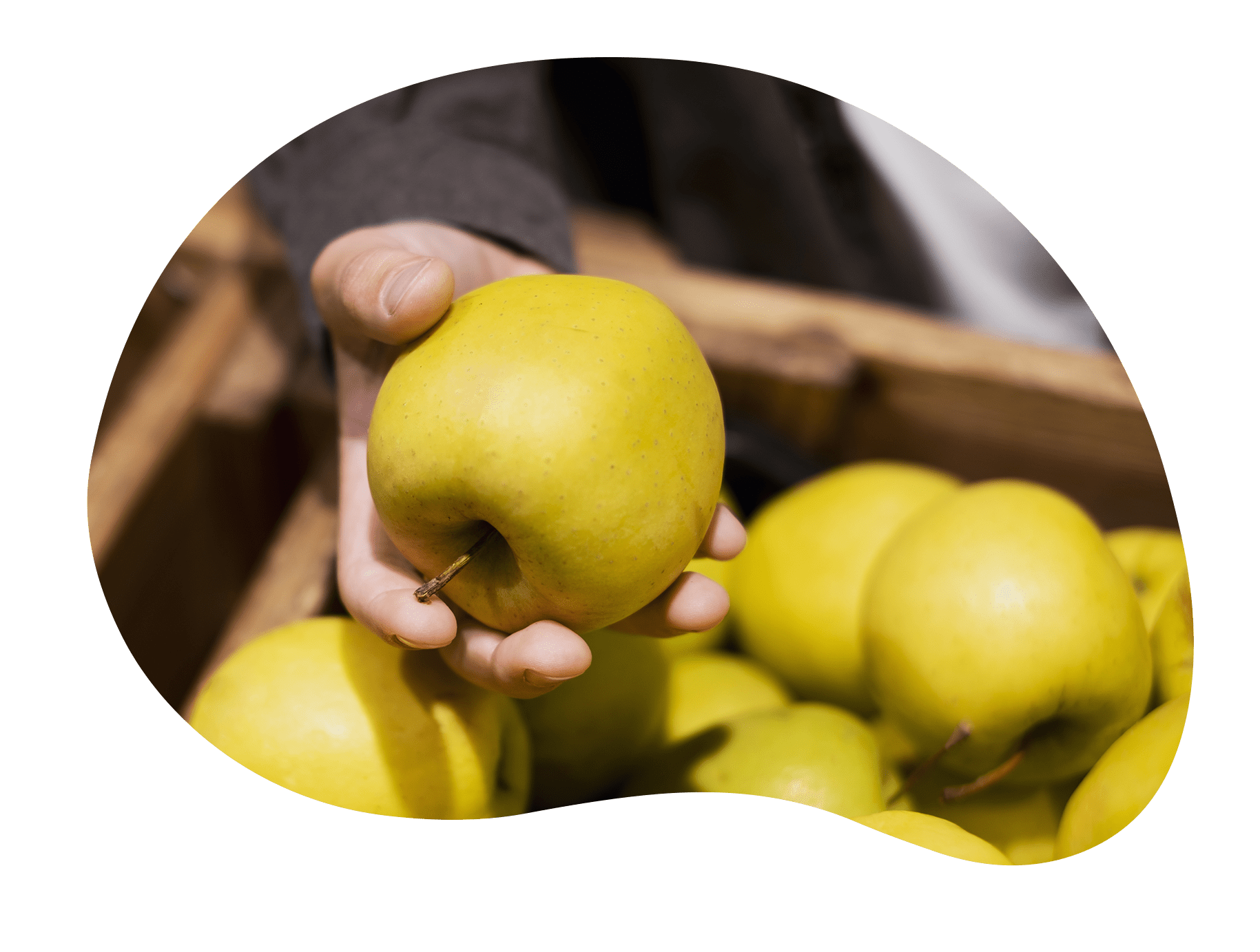 forma de manzana
